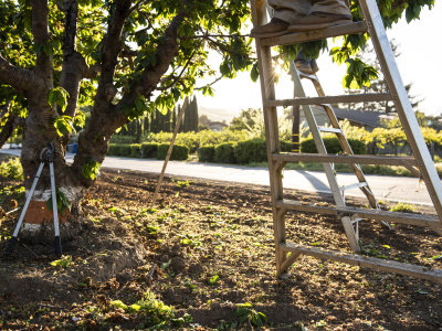 Farmers using ladders to climb up a tree