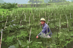 A farm worker working in the field