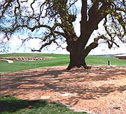 Ancient oak tree that has been left unwatered
