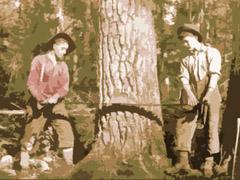 An old photo of two men using a saw to cut down a tree