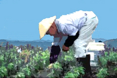 A farmworker harvesting their crops
