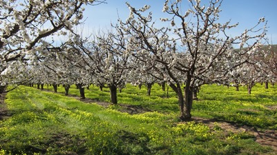 Cherry orchards blossoming